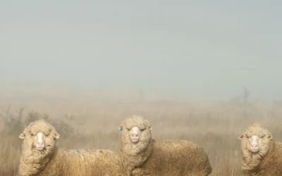 ¿Qué es la lana merino y por qué elegirla para tejer?